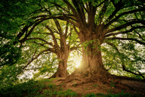 The Hidden Language Your Brand Already Speaks: Symbolism in Marketing